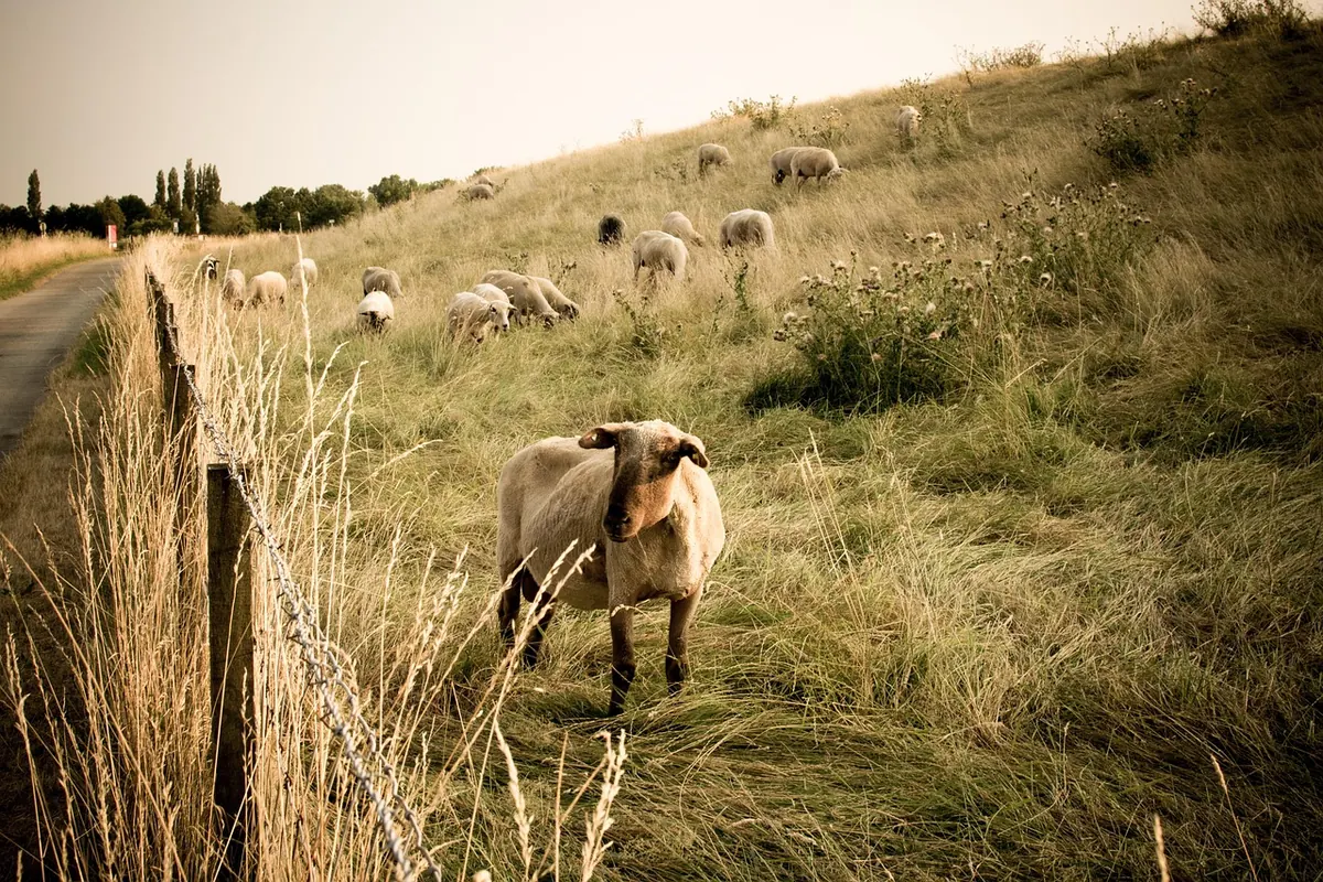 How to Erect Stock Fencing for Sheep and Cattle: A Beginner's Guide